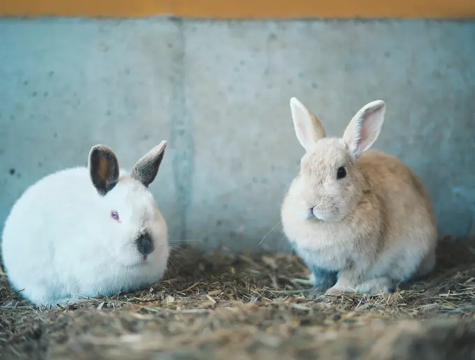 うさぎのおうちの写真