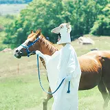 引き馬ひろば