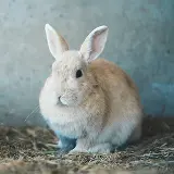 うさぎのおうち
