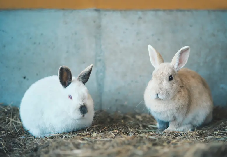 うさぎのおうちの写真