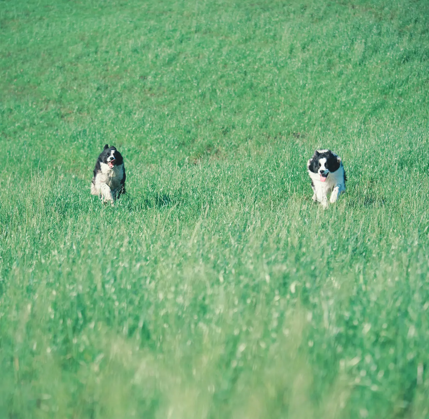 犬とすごすのメインビジュアル1